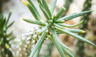 将军柱怎么修剪方法（将军柱修剪多高好看）