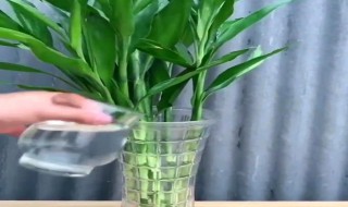 转运竹怎么修剪方法（转运竹如何修剪）