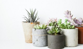 多肉钱串夏天怎么养护(多肉钱串的养护)