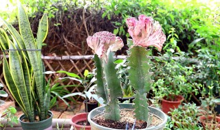 龙骨夏天如何养护生长旺盛 龙骨夏天怎么养护