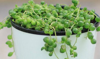 多肉吊兰怎么养才能更旺盛(普通吊兰怎么养才能更旺盛)