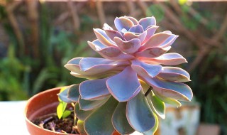 多肉万象怎么养殖出状态 多肉万象能长多大