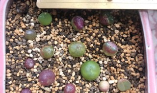 毛汉尼怎么浇水方法（毛汉尼多久浇一次水）