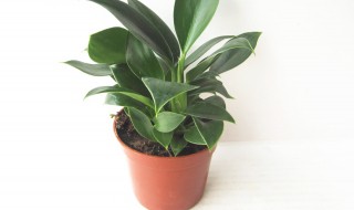 绿公主怎么养才能更旺盛（绿公主怎么养才能更旺盛）