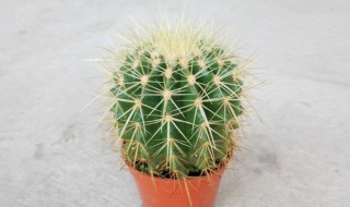 金虎仙人球怎么浇水方法（金虎仙人球怎么施肥）