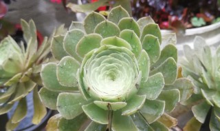 绿法师怎么养出状态 绿法师怎么养殖方法如下