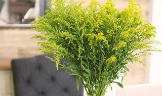 黄莺草怎么养长的好 黄莺草怎么水养