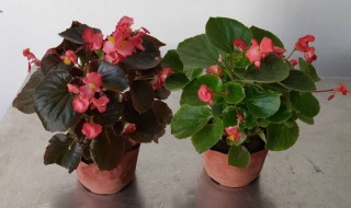 四季海棠花怎么修剪方法 四季海棠花怎么修剪方法视频