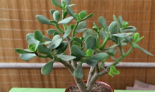 小家碧玉怎么修剪方法 小家碧玉怎样修剪