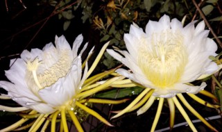 小叶昙花怎么养才能开花多（大叶昙花怎么养）