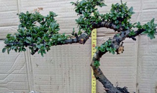 荀子树怎么养长的好 荀子树能长多大