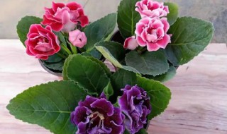 大岩花怎么养长的好（大岩花怎么养长的好）