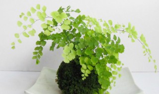 钱线蕨怎么浇水方法（钱线蕨可以水培吗）