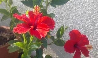 扶桑花不开花怎么回事（扶桑花不开花怎么回事呢）