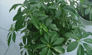 八方来财怎么养才能更旺盛（八方来财怎么养才能更旺盛视频）