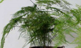 云松怎么修剪方法（云松盆栽修剪造型图）