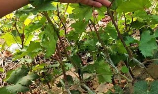 葡萄籽怎么发芽快 葡萄籽怎么能发芽