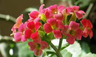 长寿花怎么剪枝(长寿花怎么剪枝扦插)