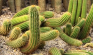毛毛虫仙人掌怎么养殖长的很长（仙人掌怎么养才能长）