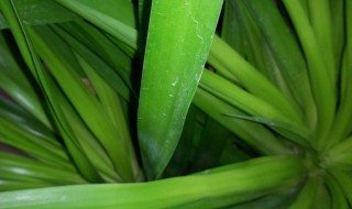 翠兰怎么养殖才长得好(翠兰好不好养)