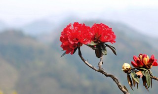 眏山红怎么养家庭养法(咉山红花怎么养)