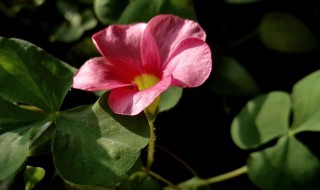 酢浆草开花后怎么修剪（酢浆草如何修剪）