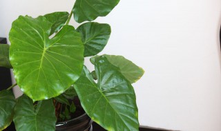 滴水观音怎么种植 滴水观音的种植方法养殖方法