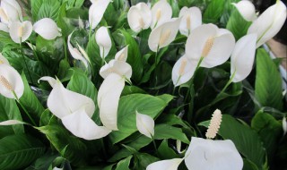 一帆风顺花怎么剪枝(一帆风顺花用剪枝吗)