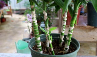 转运竹子怎么养才能更旺盛 水养转运竹子怎样养才旺盛