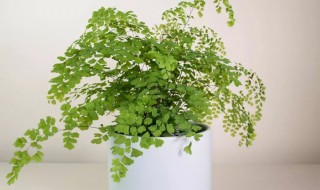 铁线蕨怎么养才长得好（铁线蕨怎样养好）