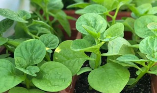 木耳菜怎么留种子 木耳菜怎样留种子