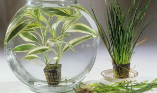 夏兰怎么养长的好 夏兰怎么养长的好快