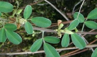 铁马鞭怎么养生根快 铁马鞭如何养护长根快呢