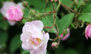 蔷薇冬天怎么养护（蔷薇冬季养护）