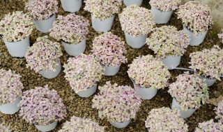 胭脂云怎么养出状态 胭脂云养殖的教程介绍