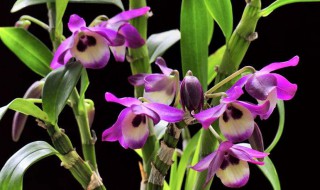 如何养护石斛兰才能长满新芽（石斛兰发新芽怎么办）