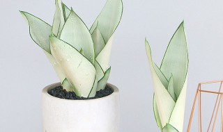 白玉虎皮兰怎么养护才越来越白（白玉虎皮兰怎么养护才越来越白呢）