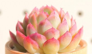 多肉月影怎么养才能出状态（白月影多肉怎么养出状态）