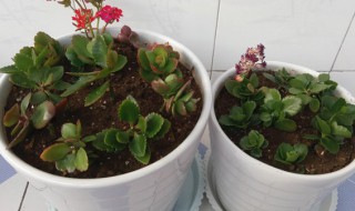 扦插长寿花需要如何养护（长寿花的扦插方法和注意事项）