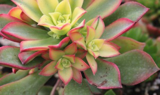 艳日辉怎么养出状态 艳日辉的养殖方法和注意事项