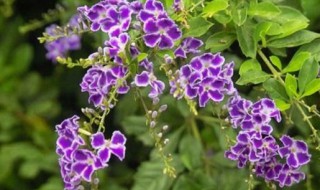 蕾丝金露花怎么养开花（蕾丝金露花开花后怎么修剪）