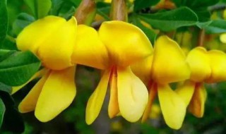 金雀花怎么养长的好 养殖金雀花的方法