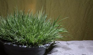 菖蒲有香味吗 菖蒲有香味吗?