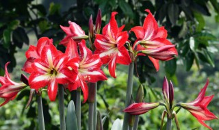 鹤顶红花怎么养殖方法 鹤顶红花怎么养殖方法视频