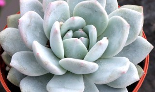 多肉雪莲夏天怎么养护 多肉雪莲夏天怎么养护和浇水