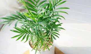袖珍椰子树怎么养护才旺盛 袖珍椰子树怎么养护才旺盛呢