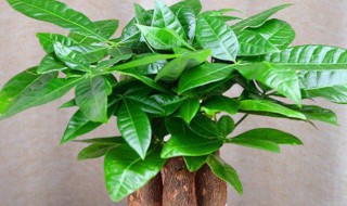 八方来财怎么养殖方法 八方来财的养殖方法