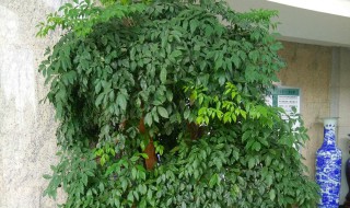 幸福树怎么养护叶片油绿 幸福树怎么养护叶片油绿的