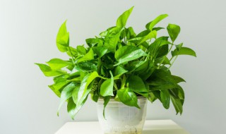 绿萝柱怎么浇水方法 柱形绿萝怎么浇水