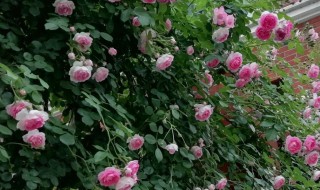 欧月怎么修剪方法（欧月怎样修剪）